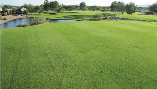 Bermuda Grass Seed - Improved 3-way Blend