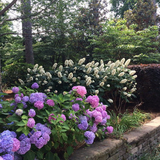 Plant Fertilizer 14-14-14 Elite Nutrition