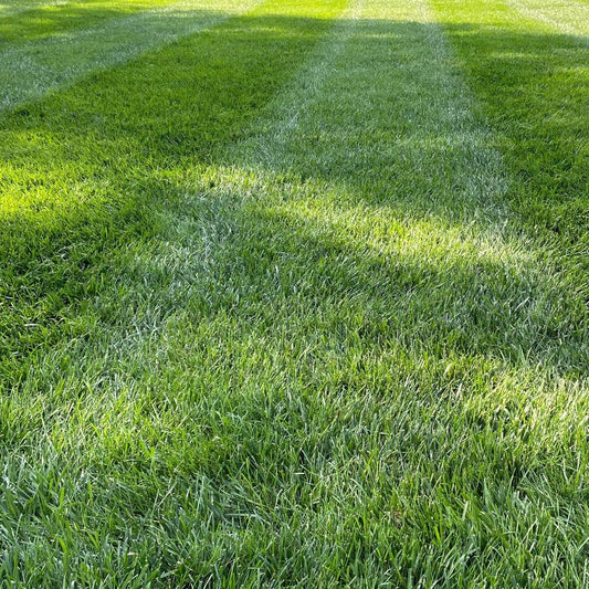 BioBoost 5-3-0 Organics Lawn Fertilizer with 2% Iron