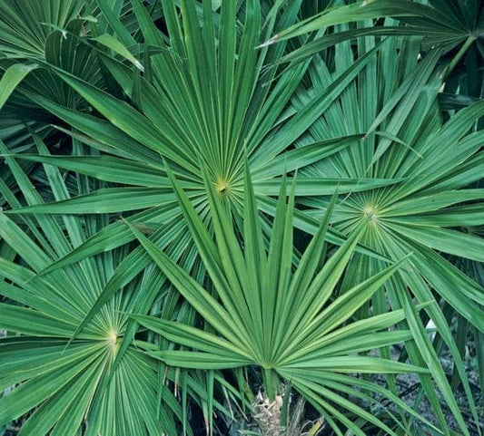 Palm Tree Fertilizer & Tropicals Mix: 8-10-10 25% Slow Plus Micros