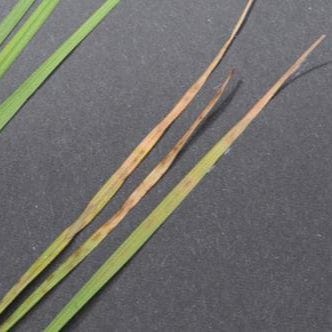 0-0-48 SOP Sulfate of Potash Fertilizer