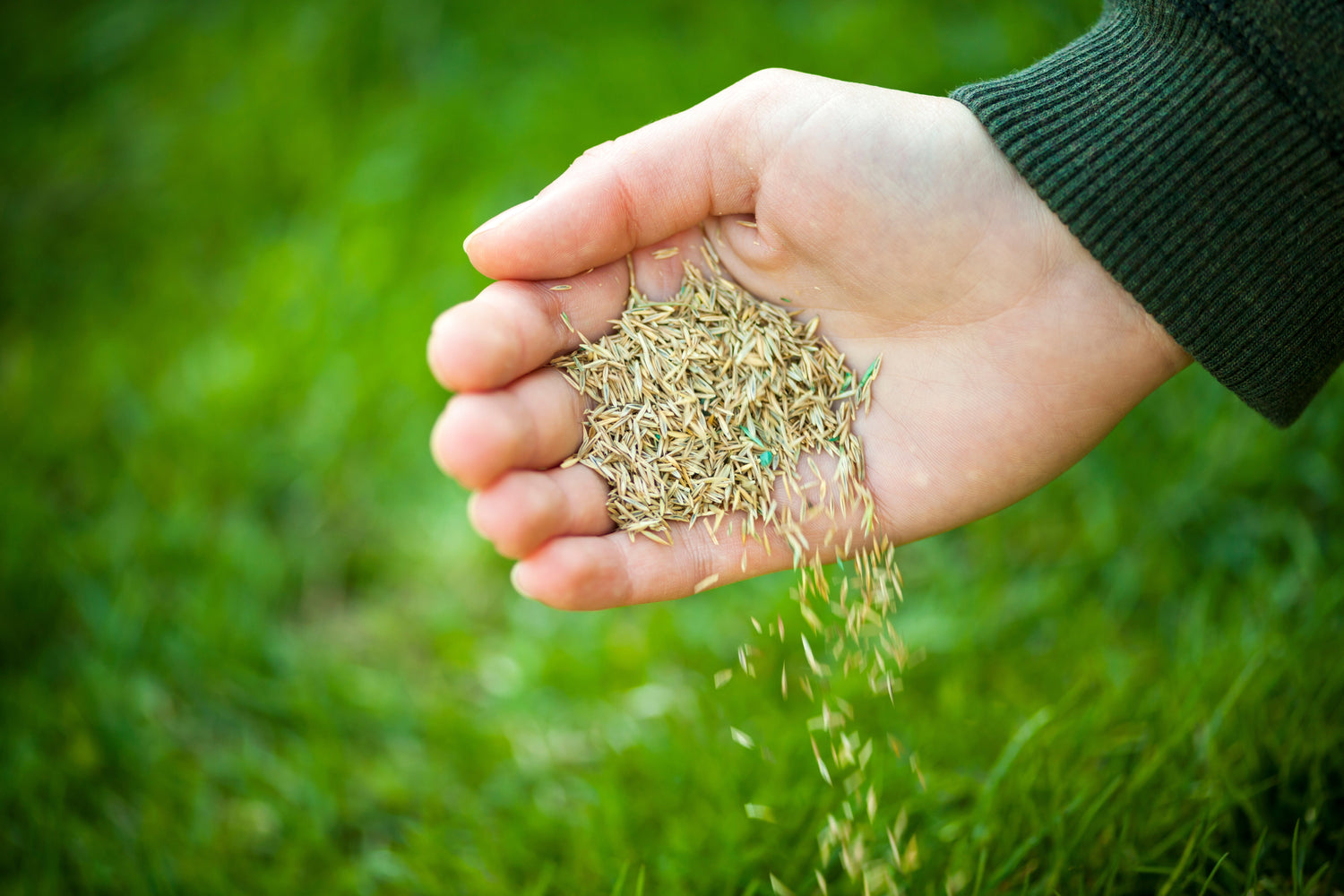 Grass Seed