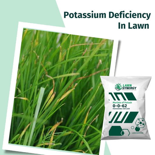 0-0-62 MOP Potassium Fertilizer