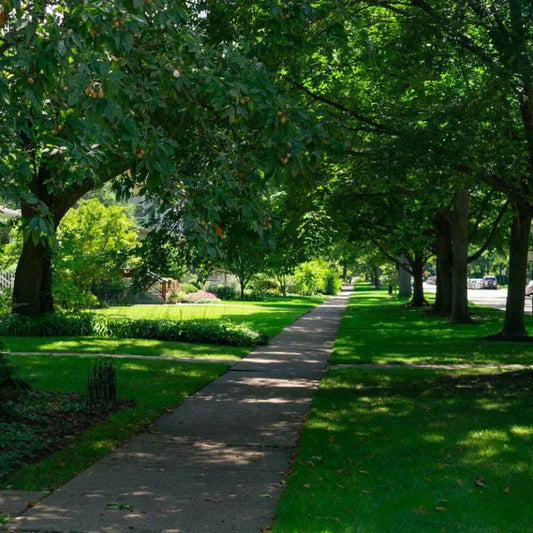 Shade Grass Seed - Lesco